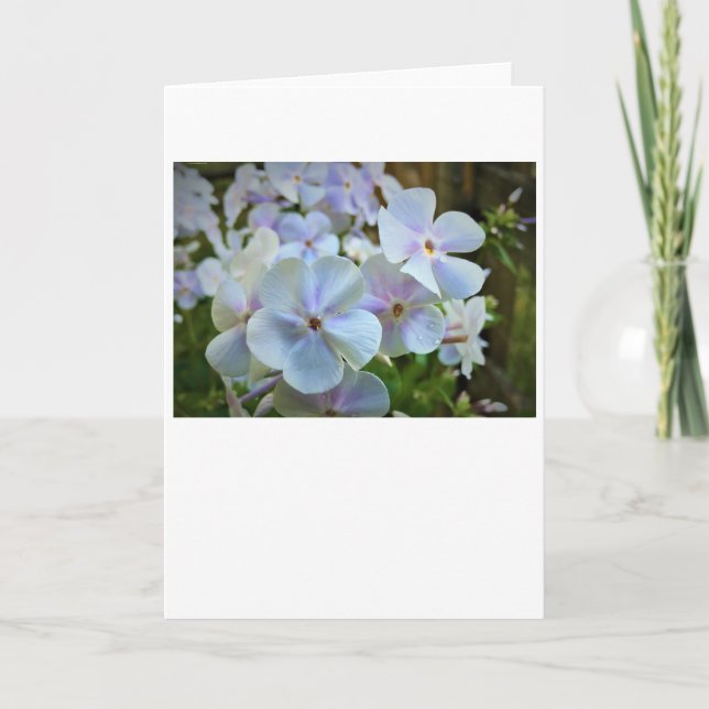 Phlox, card (Front)