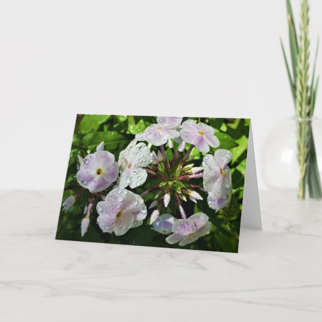 Phlox, card (Front)