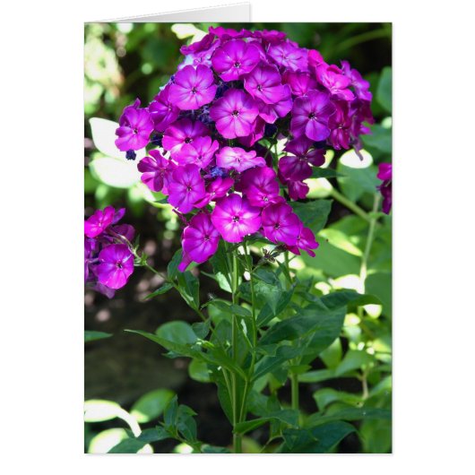 Phlox Cards (Front)
