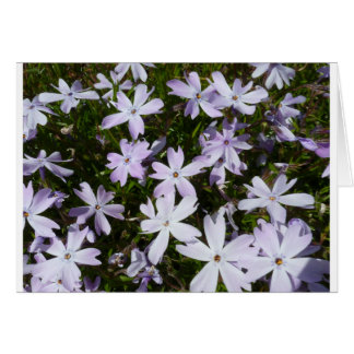 Phlox flower cards