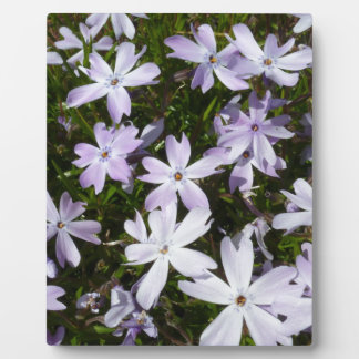 Phlox flower plaque