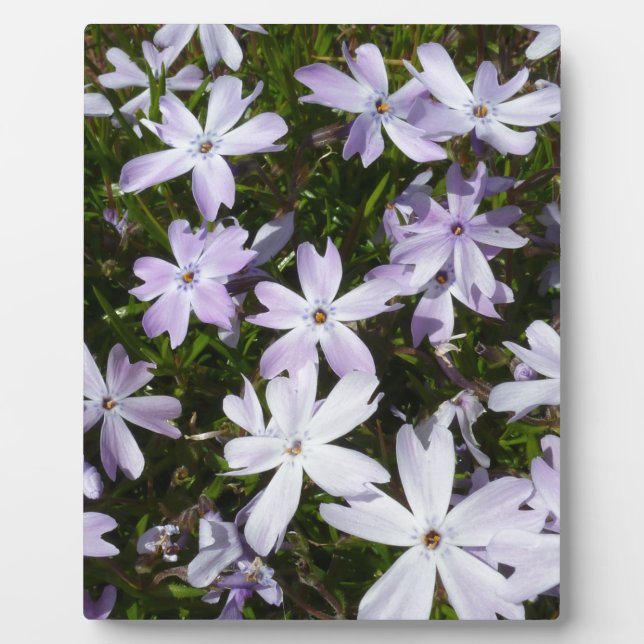 Phlox flower plaque (Front)