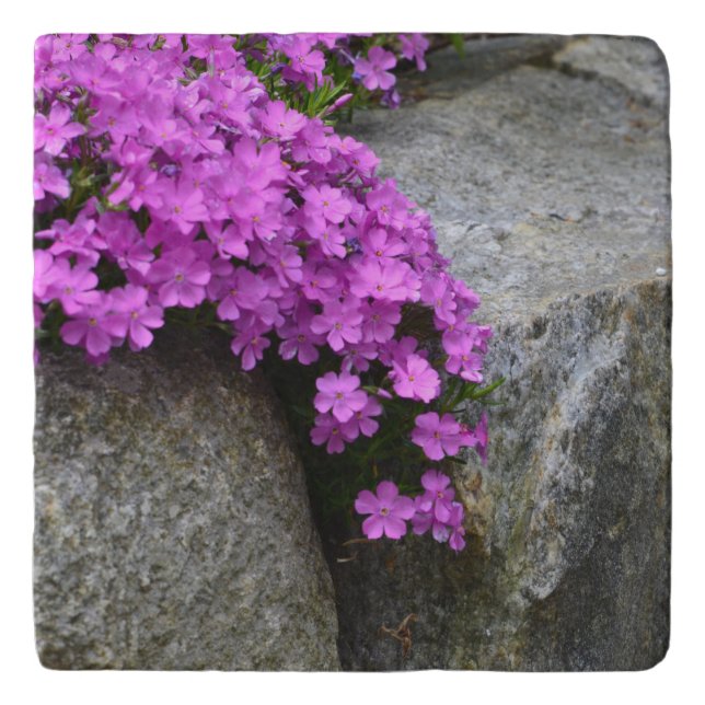 Phlox On Rocks Trivet (Front)