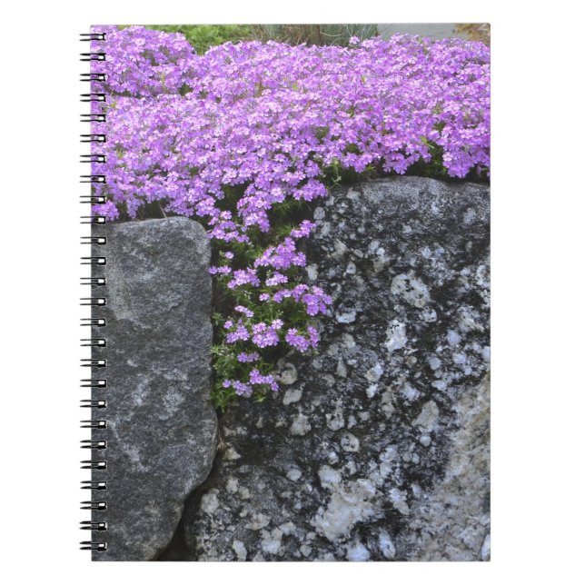 Phlox On Stone Wall Notebook (Front)