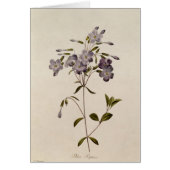 Phlox reptans (Front)