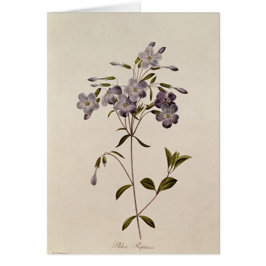 Phlox reptans cards (Front)