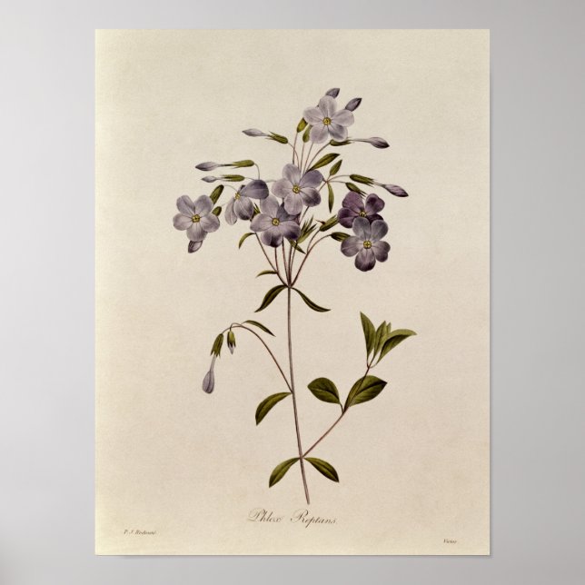 Phlox reptans poster (Front)