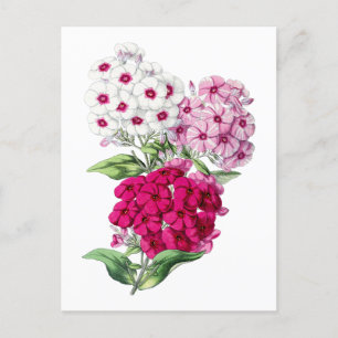Phlox Vintage Botanical Postcard