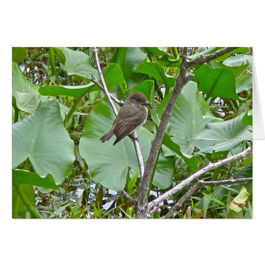 Phoebe Flycatcher Cards (Front Horizontal)