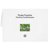 Phoebe Flycatcher Cards (Back Horizontal)