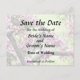 Phoebe in a Redbud Tree Announcement Postcard