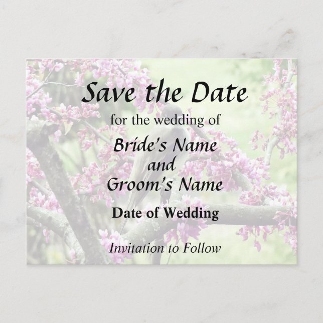 Phoebe in a Redbud Tree Announcement Postcard (Front)