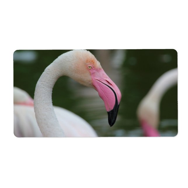 Phoenicopterus roseus label (Front)
