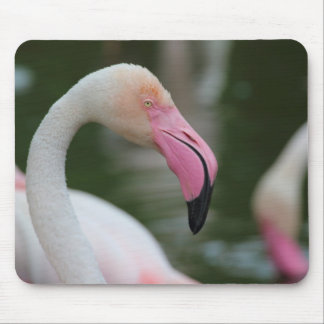 Phoenicopterus roseus mouse pad