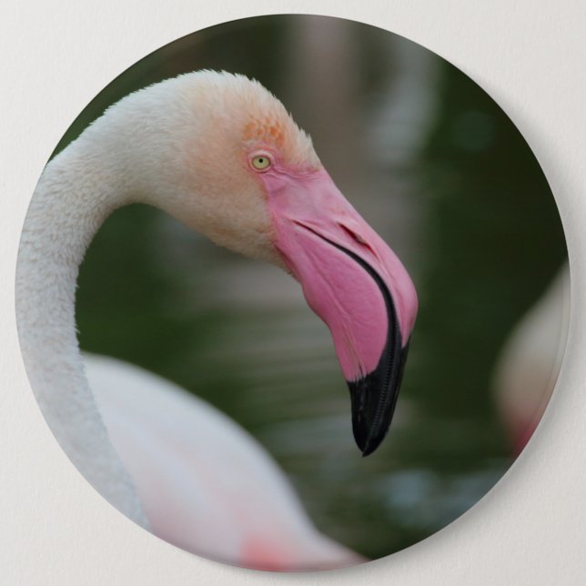 Phoenicopterus roseus pinback button (Front)