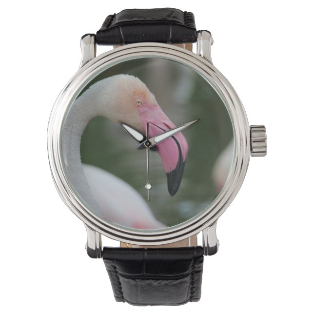 Phoenicopterus roseus watch (Front)