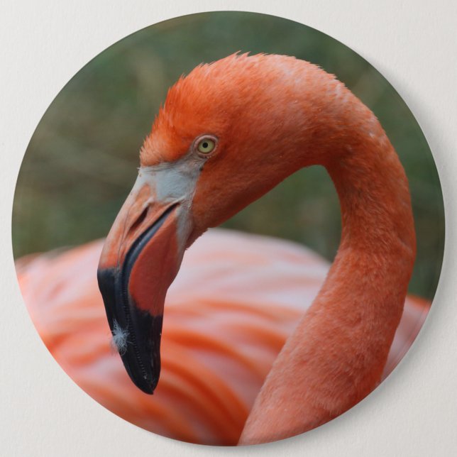 Phoenicopterus ruber button (Front)