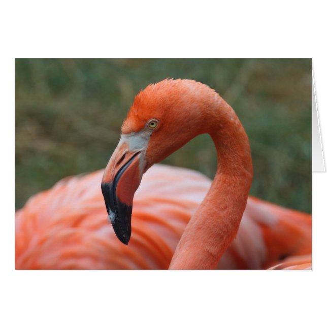 Phoenicopterus ruber cards (Front Horizontal)
