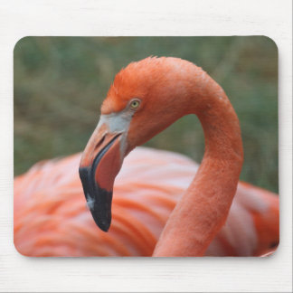 Phoenicopterus ruber mouse pad