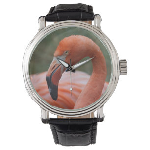 Phoenicopterus ruber watch