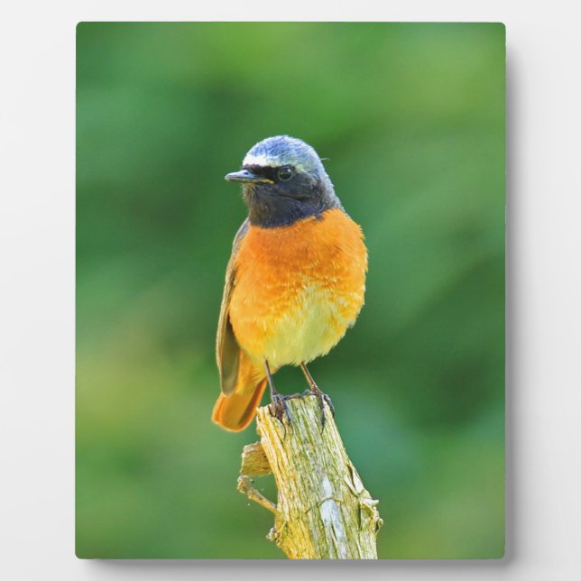 phoenicurus ochruros plaque (Front)