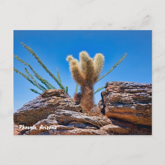Phoenix Arizona, Young Teddy Bear Cholla Cactus, Postcard (Front)