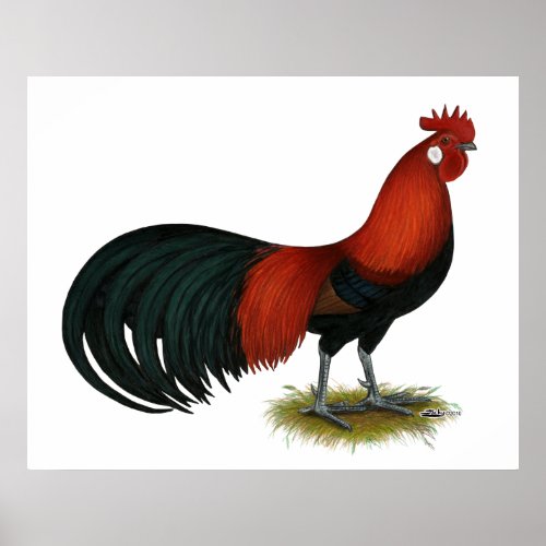 Phoenix  BB Red Rooster Poster