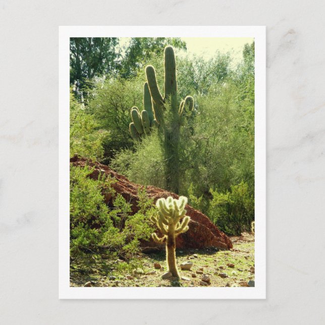 Phoenix Flora Postcard (Front)