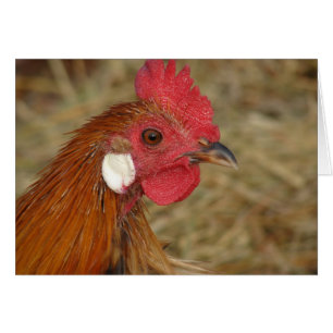 Phoenix Rooster