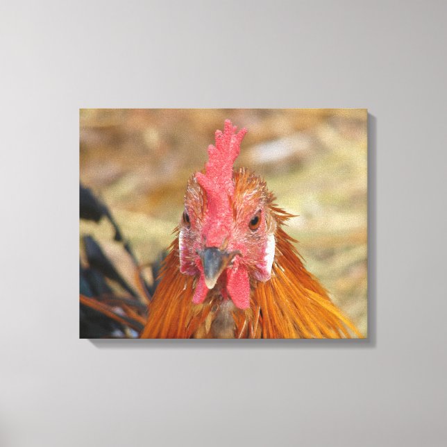 Phoenix Rooster Canvas Print (Front)