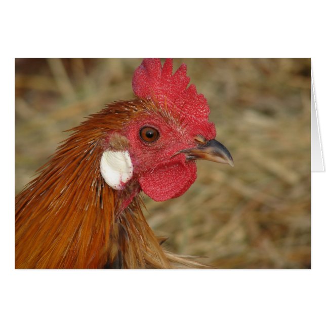 Phoenix Rooster Cards (Front Horizontal)