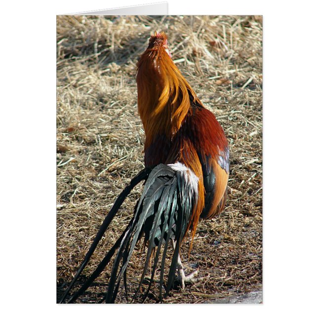 Phoenix Rooster From Behind All Occasion Blank Cards (Front)