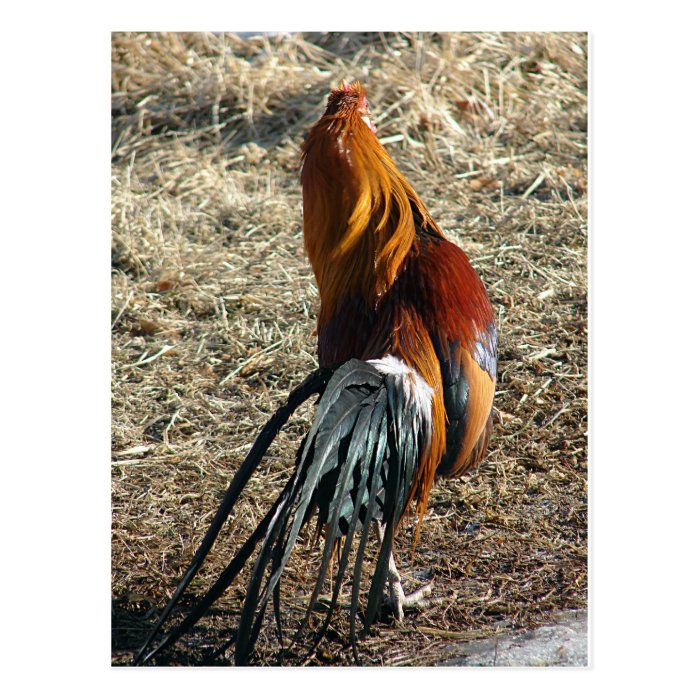 Phoenix Rooster Behind Post Card