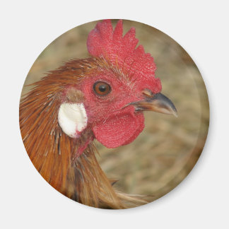 Phoenix Rooster Magnet
