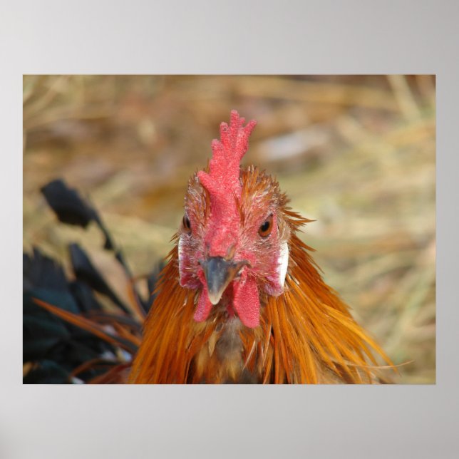 Phoenix Rooster Poster (Front)