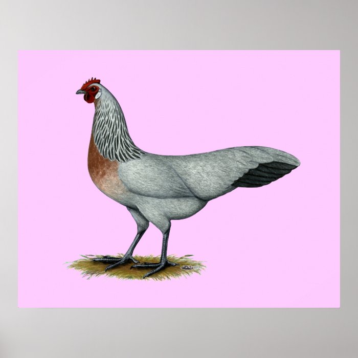 Phoenix  Silver Duckwing Hen Poster