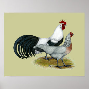 Phoenix:  Silver Duckwing Pair Poster