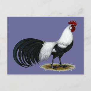 Phoenix:  Silver Duckwing Rooster Postcard