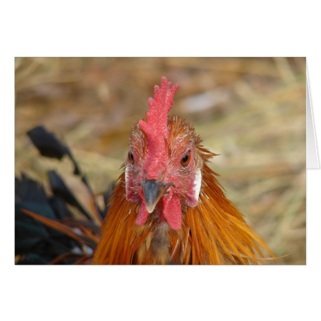 Phoenix Stares the Camera Down Cards (Front Horizontal)