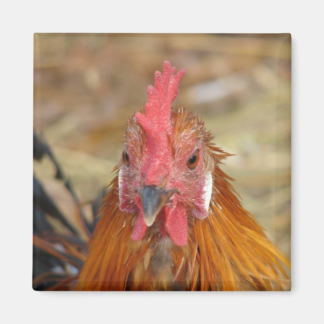 Phoenix Stares the Camera Down Magnet (Front)