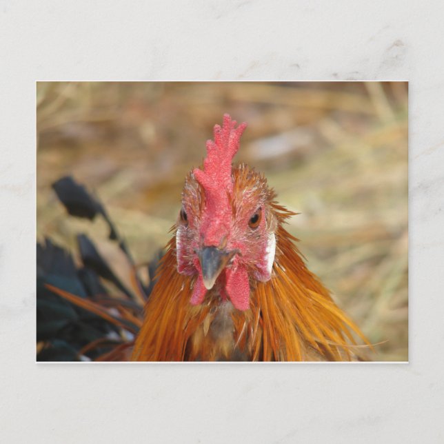 Phoenix Stares the Camera Down Postcard (Front)