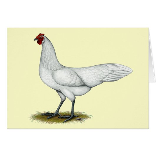 Phoenix:  White Hen (Front Horizontal)