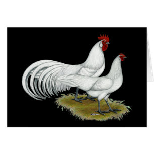 Phoenix:  White Pair