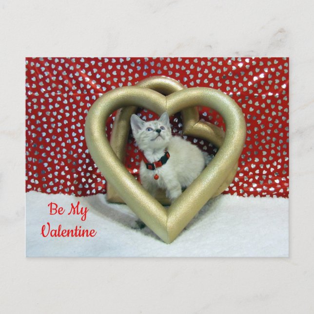 Phoenix's Love - Cat / Kitten Valentine Postcard (Front)