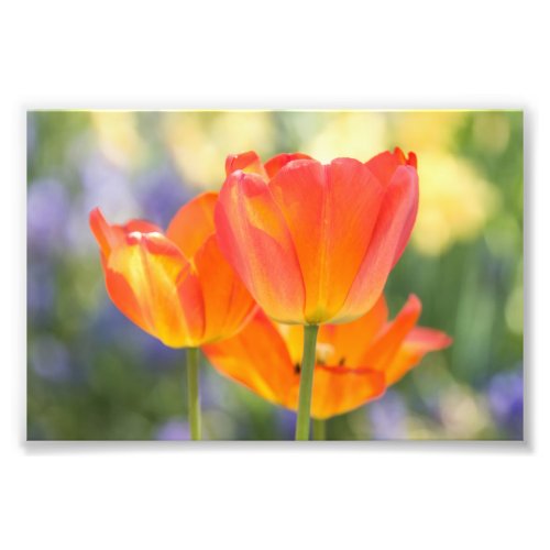 photo _ 4x6 size _ tulips orange