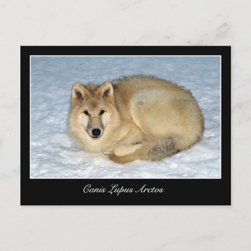 Photo Arctic Wolf Polar Wolf White Wolf Postcard