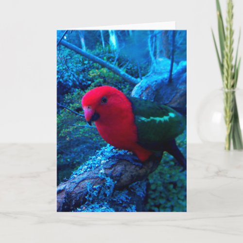 Photo Australian King Parrot blank card Card