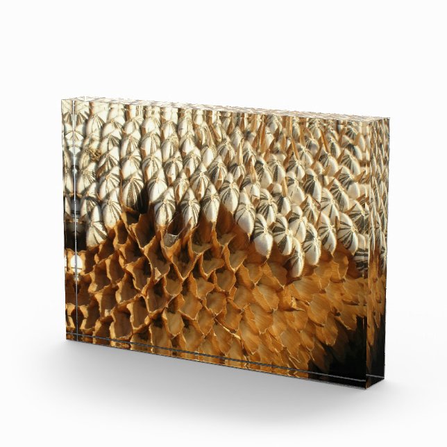Photo Block - Dried Sunflower Head (Right)