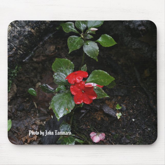 Photo by John Tammaro Mouse Pad (Front)