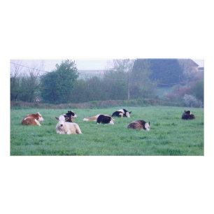 Photo Card - Cows In Colour